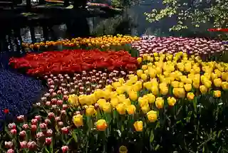 Garden at Today Saubhagyam